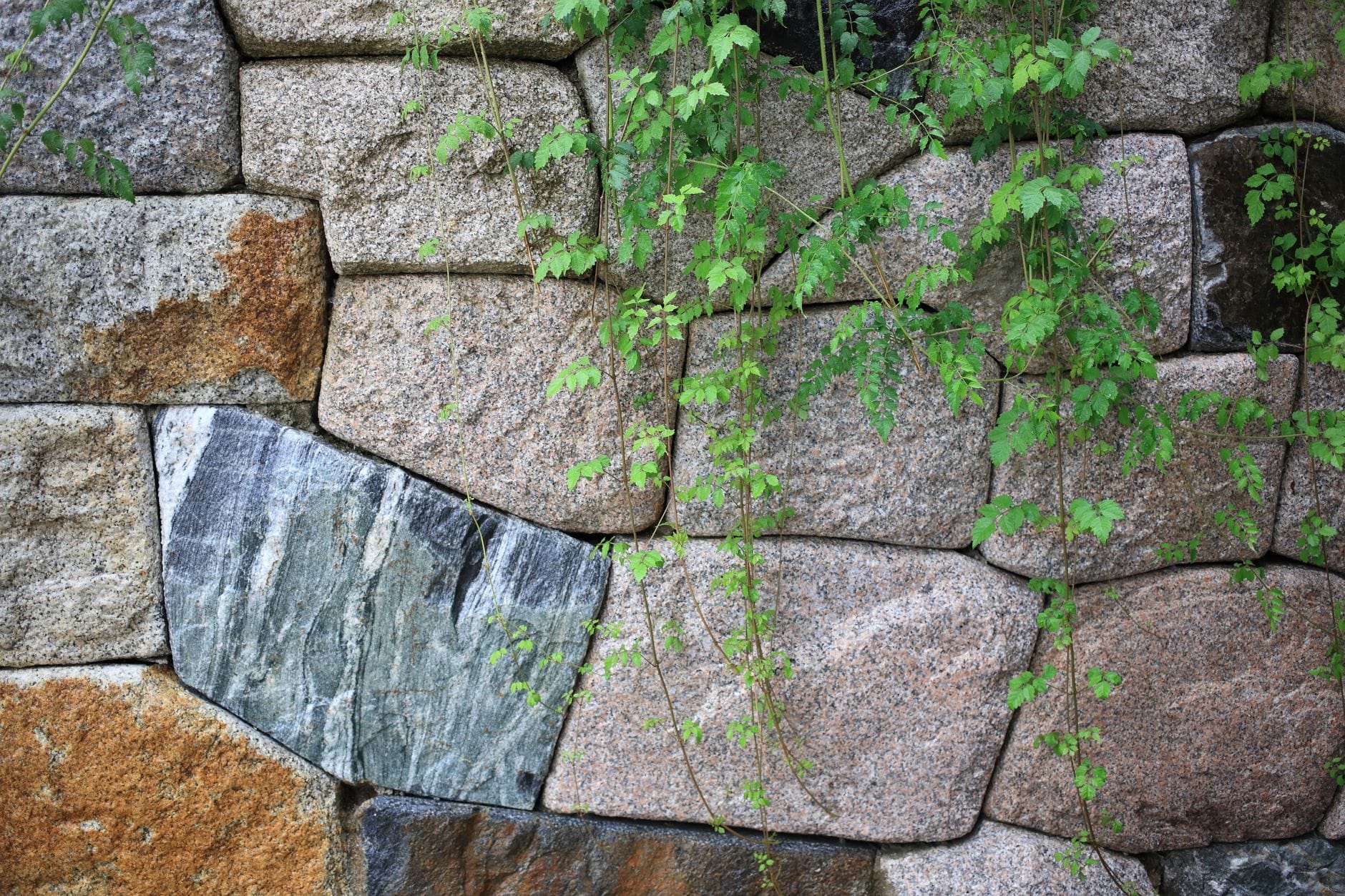Kamienny mur w ogrodzie porośnięty świeżymi zielonymi pnączami